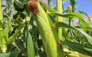 金梁199玉米種子介紹，4月下旬至5月上旬播種