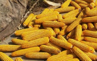 富華12號玉米種子簡介，兩年區(qū)試平均生育期127天