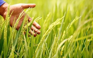 瀘優(yōu)1號(hào)水稻種子特征特性，全生育期150天