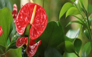 紅掌的花語是什么，寓意大展宏圖、熱情等