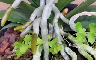蝴蝶蘭的根與氣根有什么區(qū)別，所有根系皆為氣根