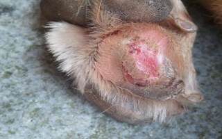 高齡狗狗突然后腳瘸了的原因，可能是腳部創(chuàng)傷、長期性缺少鈣等