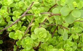 景天科植物進(jìn)行光合作用的特點(diǎn)，通過CAM途徑進(jìn)行光合作用