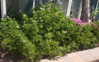 驅(qū)蚊草的盆栽方法，生長(zhǎng)期和盛花期要定期追施肥液