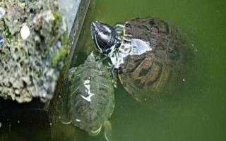 烏龜、王八、甲魚、鱉的區(qū)別，王八是烏龜和甲魚的統(tǒng)稱而甲魚是鱉的俗稱