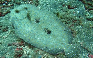 比目魚又叫什么魚，又被叫做鰈魚、偏口魚等