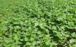 瑞華豆920大豆種子介紹，每畝留苗1.3萬株左右