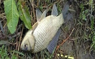 秋季野釣鯽魚適用餌料，常用餌包括米飯、麥粒及蚯蚓