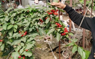 櫻桃樹新芽尖干枯如何處理，根據(jù)發(fā)生原因采取對應措施