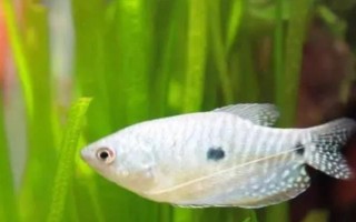 曼龍魚能和什么混養(yǎng)，能和月光魚、紅箭魚等混養(yǎng)