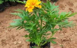 孔雀草的發(fā)芽時間，通常為播種后10天左右