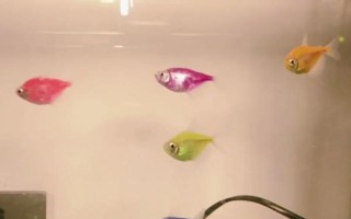 魚缸無法見光有沒有影響，不利于觀賞魚發(fā)色和發(fā)育
