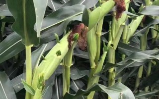 高康183（試驗(yàn)名稱：高康183）玉米種簡(jiǎn)介，高抗穗腐病