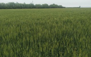 長麥6789小麥種子介紹，每畝適宜基本苗25萬