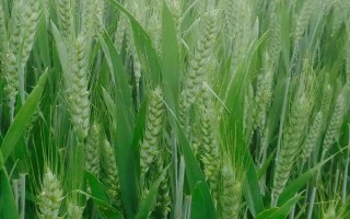 華偉303小麥種子簡(jiǎn)介，高抗葉銹病