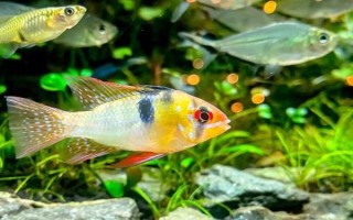 曼龍魚能和什么混養(yǎng)，能和月光魚、紅箭魚等混養(yǎng)