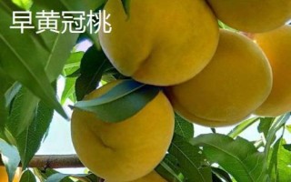 我國的黃桃的產(chǎn)地，華北、華中、西南一帶栽培較廣