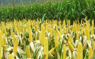大豐14號玉米種子介紹，注意防治絲黑穗病