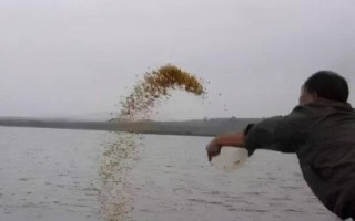 初春野釣鯽魚的技巧，打窩時窩料首選酒米