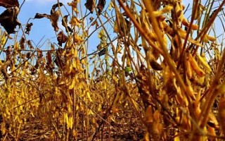 石豆5號大豆種子特點，留苗密度1.8萬株/畝左右