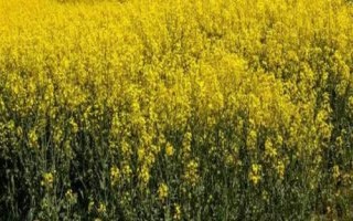 油菜農(nóng)歷什么時(shí)候播種，四月份或九月份播種