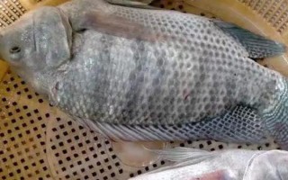 吉富羅非魚的產地，原廠地為菲律賓