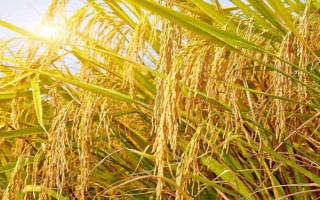 深優(yōu)5438水稻品種簡(jiǎn)介，全生育期118.5天