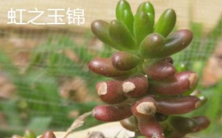 虹之玉錦掉葉怎么解決，水量過少要增加澆水頻率
