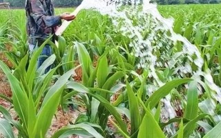 玉米播種后過多久澆一次水，當(dāng)天澆水過后可每隔3-5天澆一次