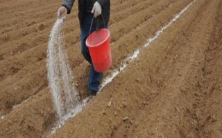 磷肥如何使用利用率高，根據(jù)土壤條件合理分配和施用