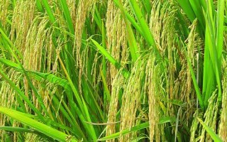 傣毫糯11號水稻種子特征特性，中抗白葉枯?。?.0級）