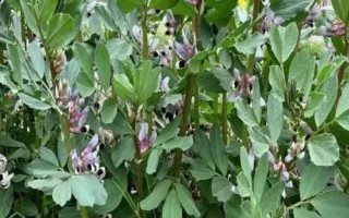 蠶豆的開花時(shí)間，通常為4-5月份或7-8月份
