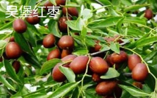 陜西省榆林市的特色水果，包括清澗紅棗和陜北山杏等種類