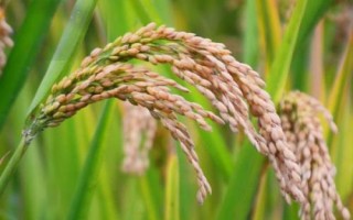 粵粳油占水稻種子簡介，中秈常規(guī)水稻品種