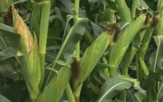 金玉198玉米品種的特性，適宜播種期6月上旬