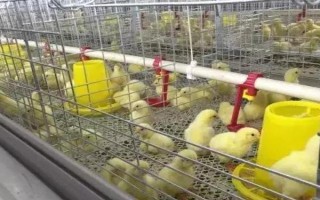 小雞能不能喝牛奶，飼喂牛奶容易拉稀