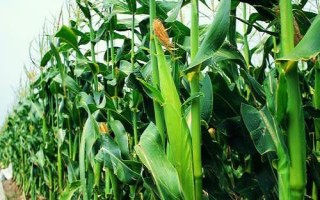 和育639玉米品種的特性，適宜播種期4月下旬至5月上旬