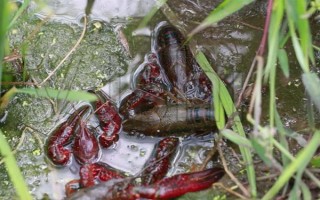 小龍蝦的食物，野生個體吃底棲藻類、水生昆蟲等食物
