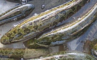 黑魚一年能長多少斤，體重一般能增加1斤左右