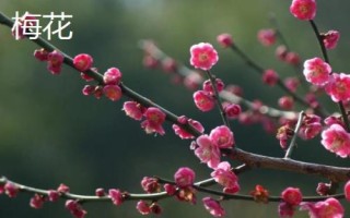 什么花是花中君子，非蘭花莫屬