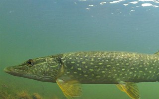 狗魚的生活習(xí)性，我國有黑斑狗魚和白斑狗魚兩種