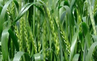 甘春24號(hào)小麥種子簡(jiǎn)介，一般在3月中下旬播種