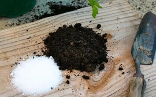 油葵的種植方法，栽種之前將種子進行浸泡處理