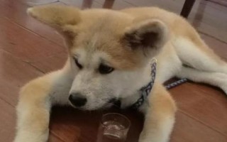 狗狗可以吃楊梅嗎，可以適量吃楊梅