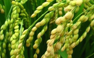 川浙優(yōu)絲苗水稻種子介紹，每畝有效穗數(shù)21.8萬(wàn)穗
