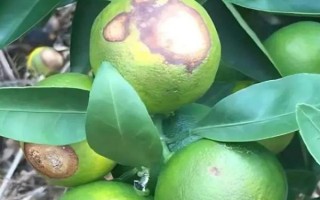 柑橘炭疽病怎么防治，定期噴施苯甲嘧菌酯等藥物