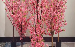 桃樹盆栽的觀賞價(jià)值，可觀賞桃花還可觀賞果實(shí)