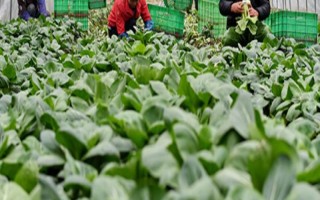 農(nóng)民專業(yè)合作社的基本特征，入社自愿、退社自由、民主選舉和民主決策等