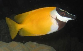 狐貍魚簡(jiǎn)介，比較常見的觀賞魚種