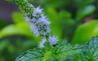 薄荷花怎么養(yǎng)，施足肥料有利于其生長和提高產(chǎn)量